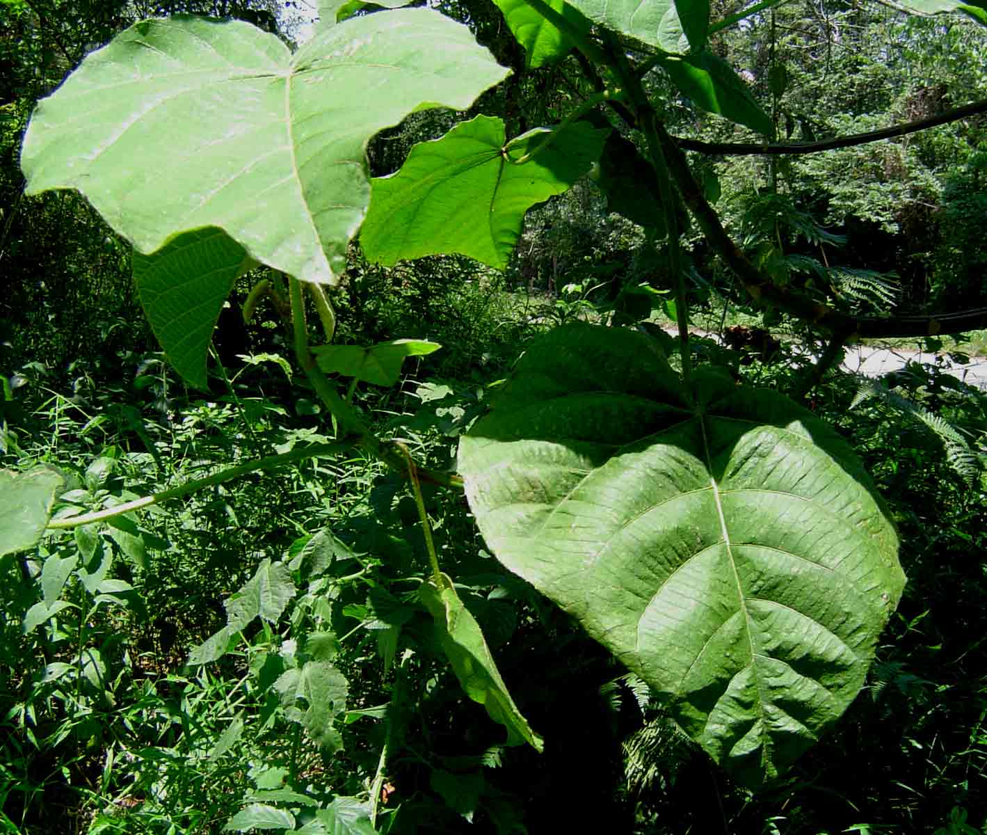 Neoboutonia macrocalyx Neoboutonia macrocalyx