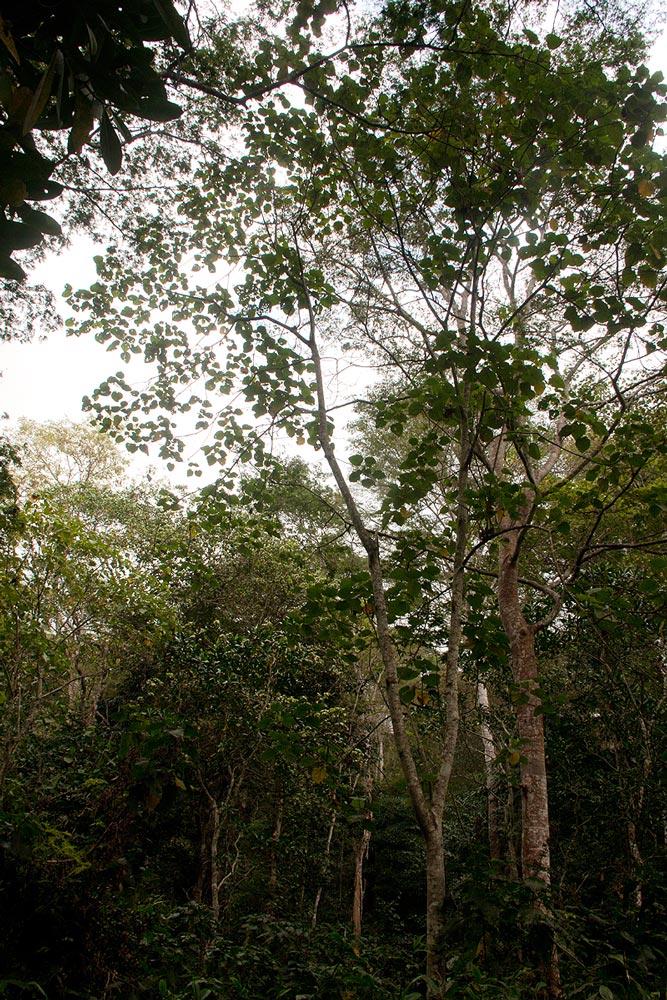 Neoboutonia macrocalyx