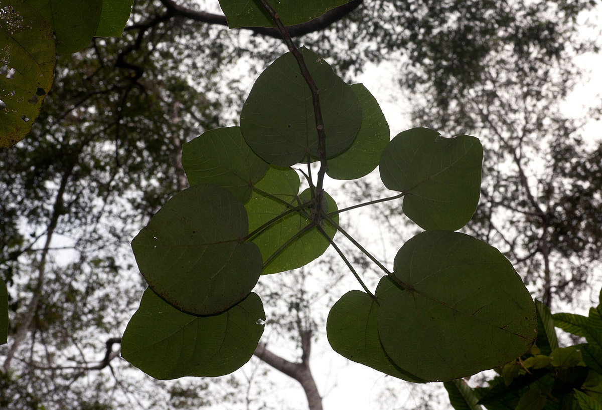 Neoboutonia macrocalyx
