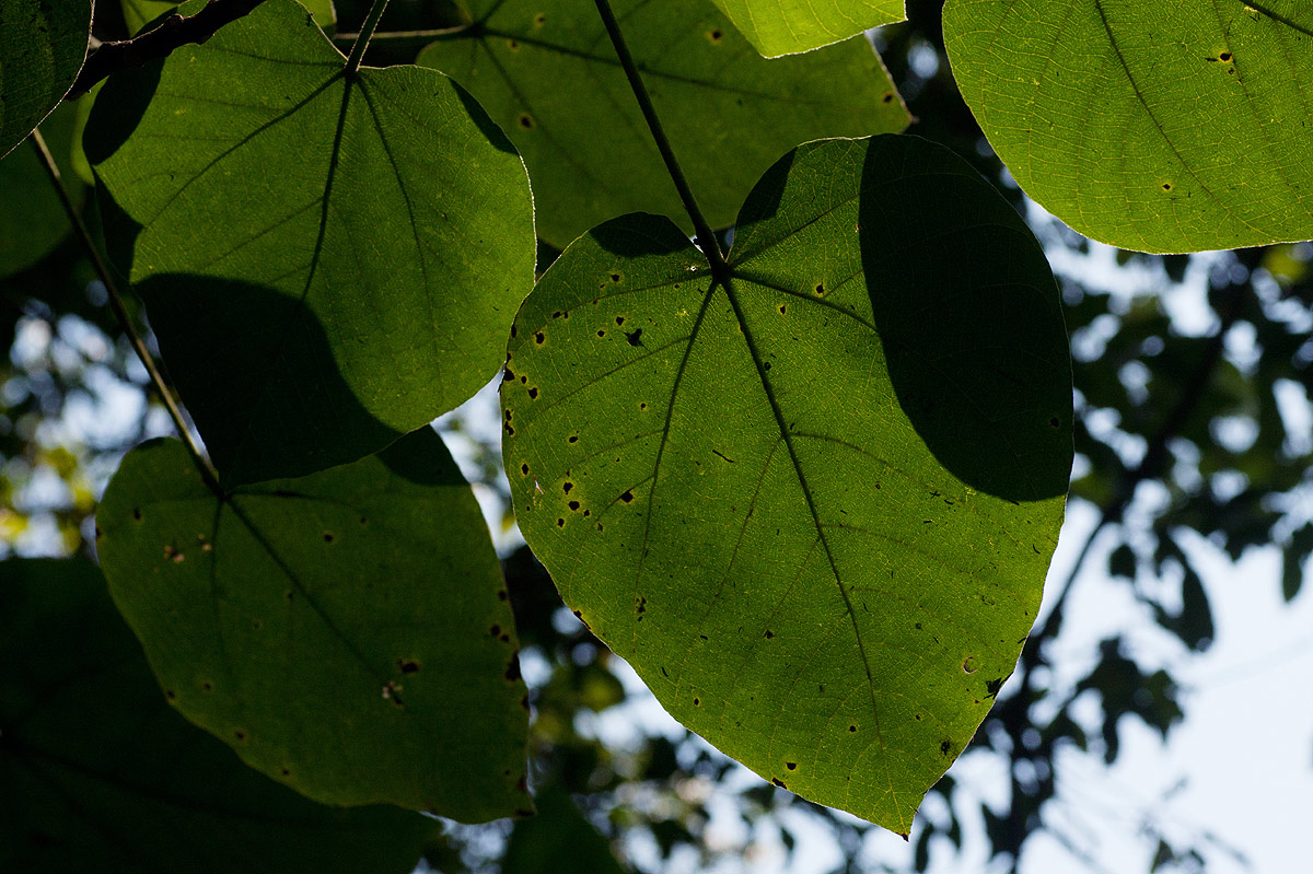 Neoboutonia macrocalyx