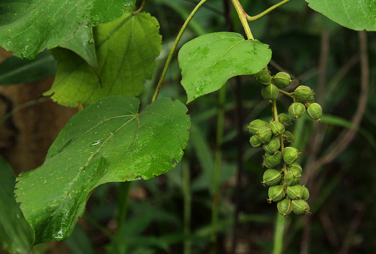 Neoboutonia macrocalyx