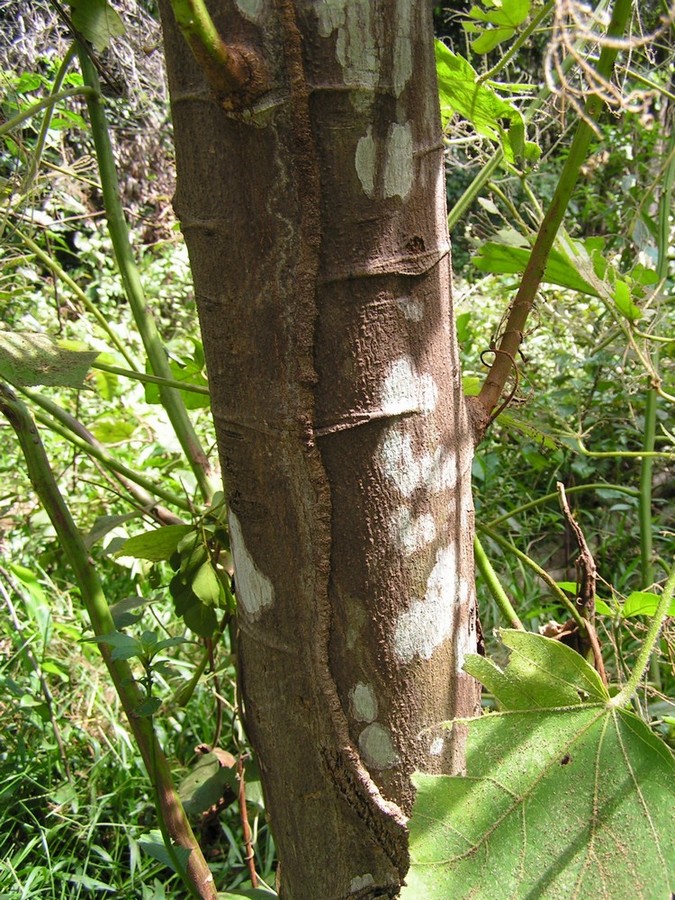 Neoboutonia macrocalyx Neoboutonia macrocalyx