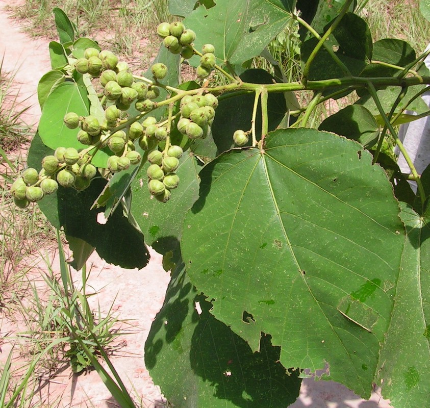 Neoboutonia macrocalyx Neoboutonia macrocalyx