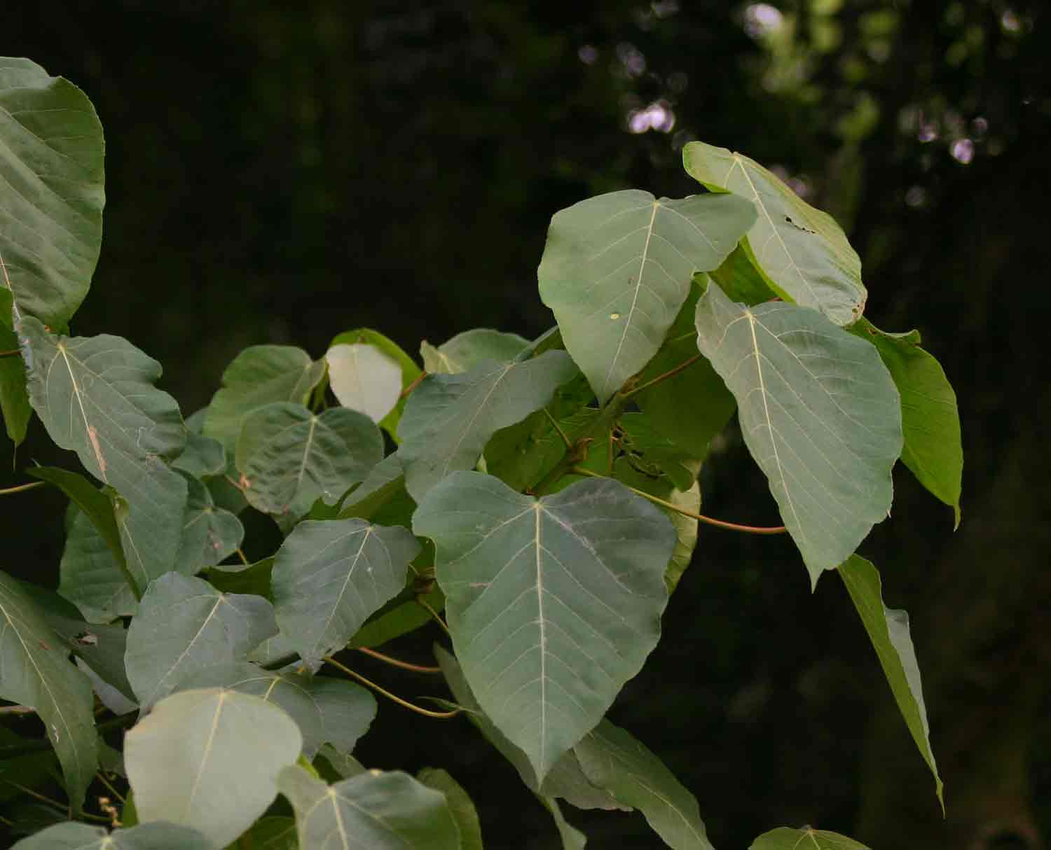 Macaranga capensis Macaranga capensis