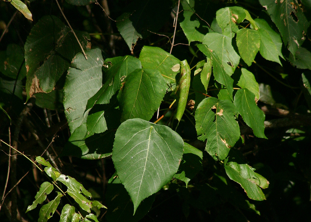 Macaranga capensis Macaranga capensis