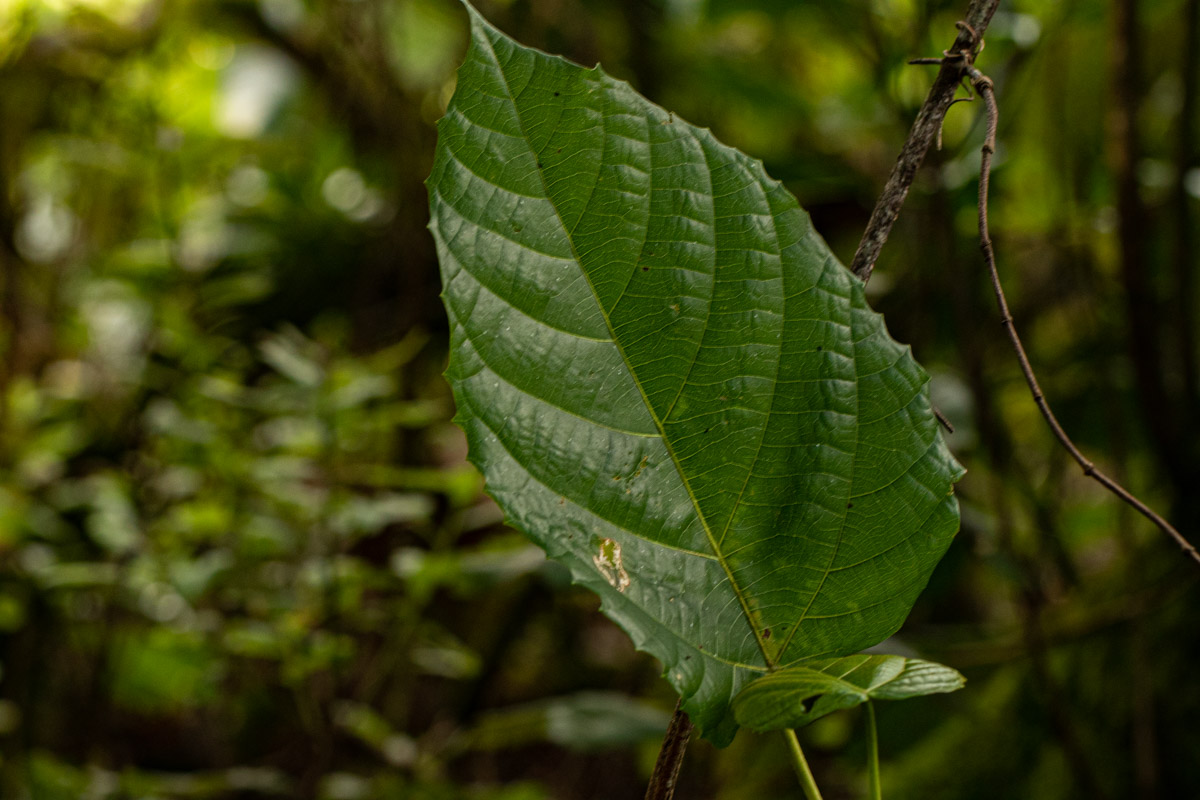 Macaranga mellifera Macaranga mellifera