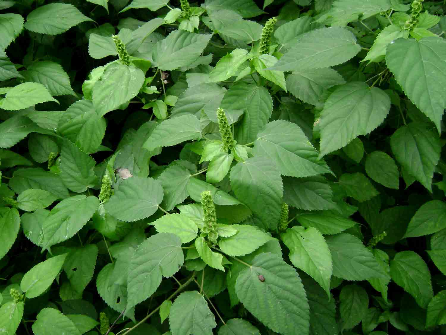 Acalypha ornata Acalypha ornata