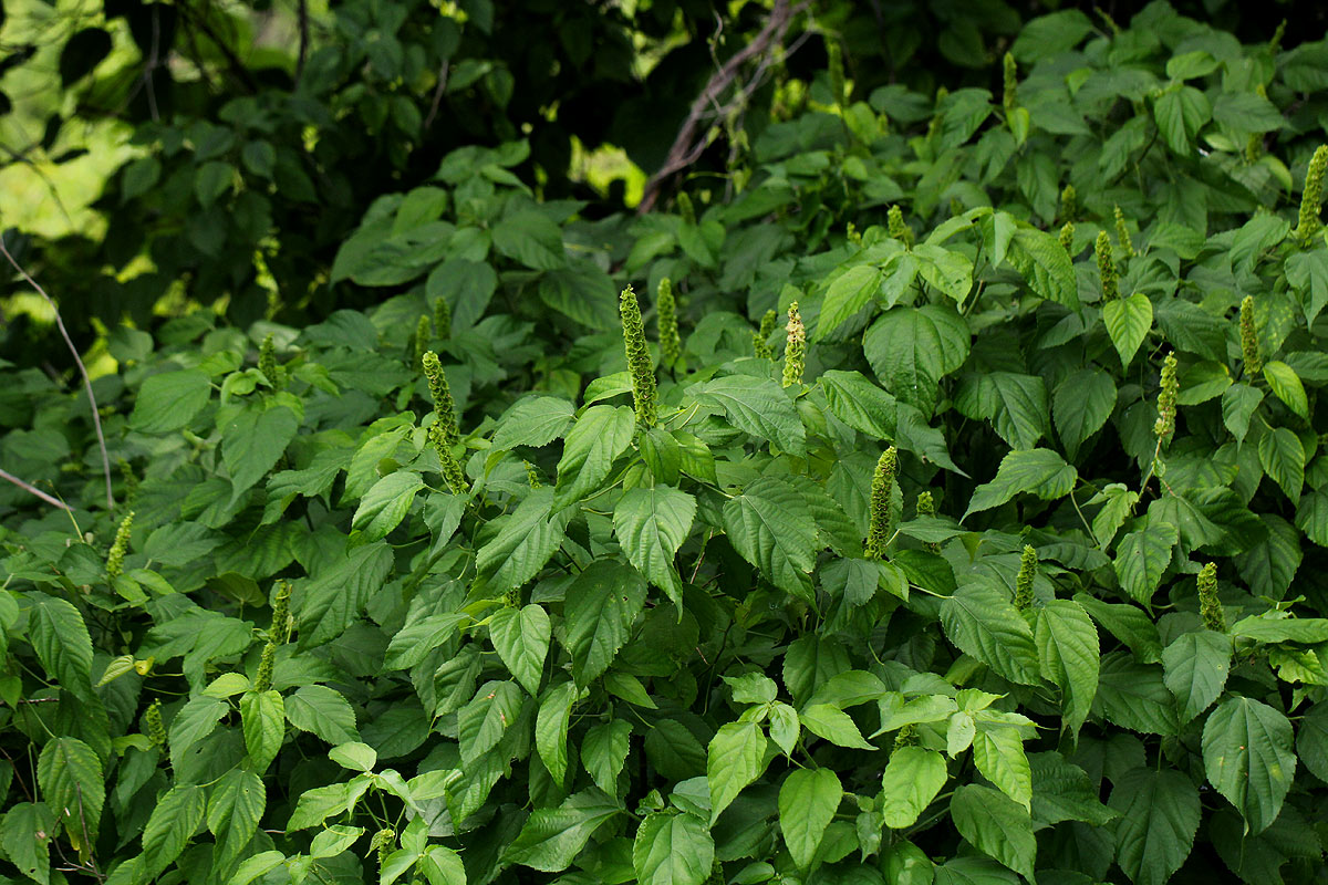 Acalypha ornata Acalypha ornata