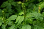 Acalypha ornata