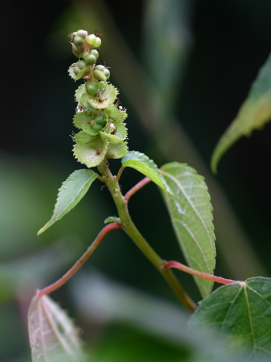 Acalypha ornata