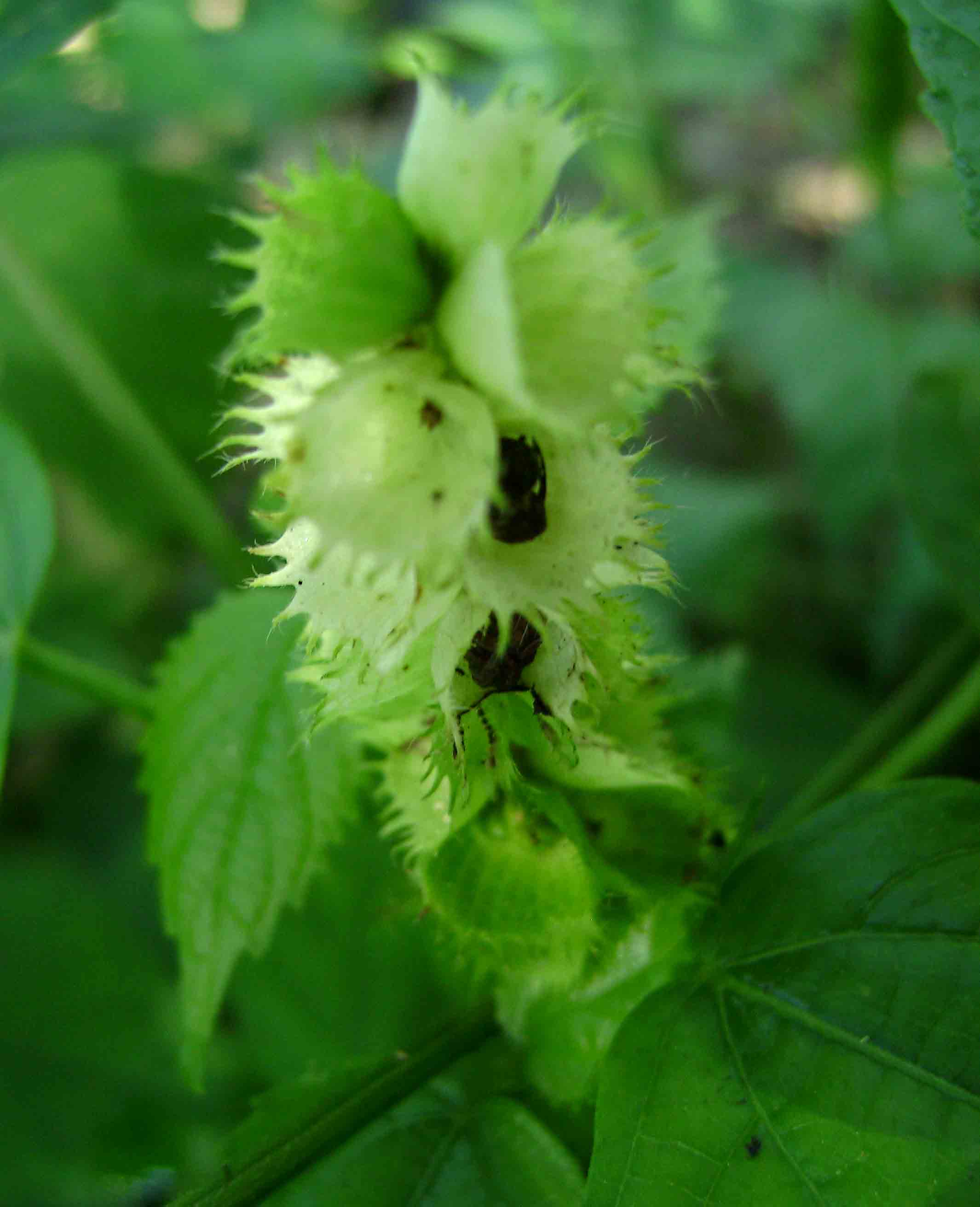 Acalypha ornata Acalypha ornata