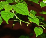 Acalypha ornata