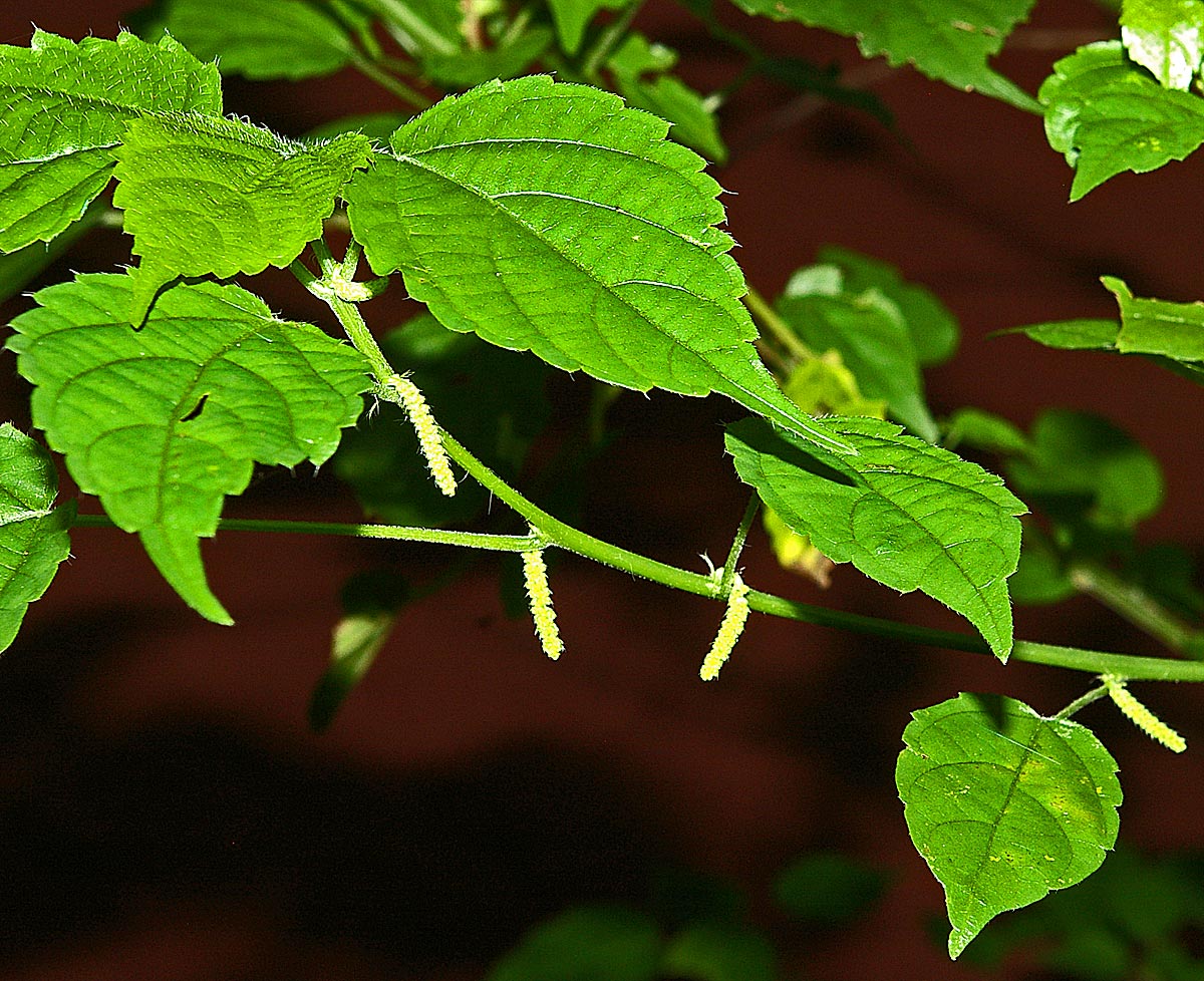 Acalypha ornata