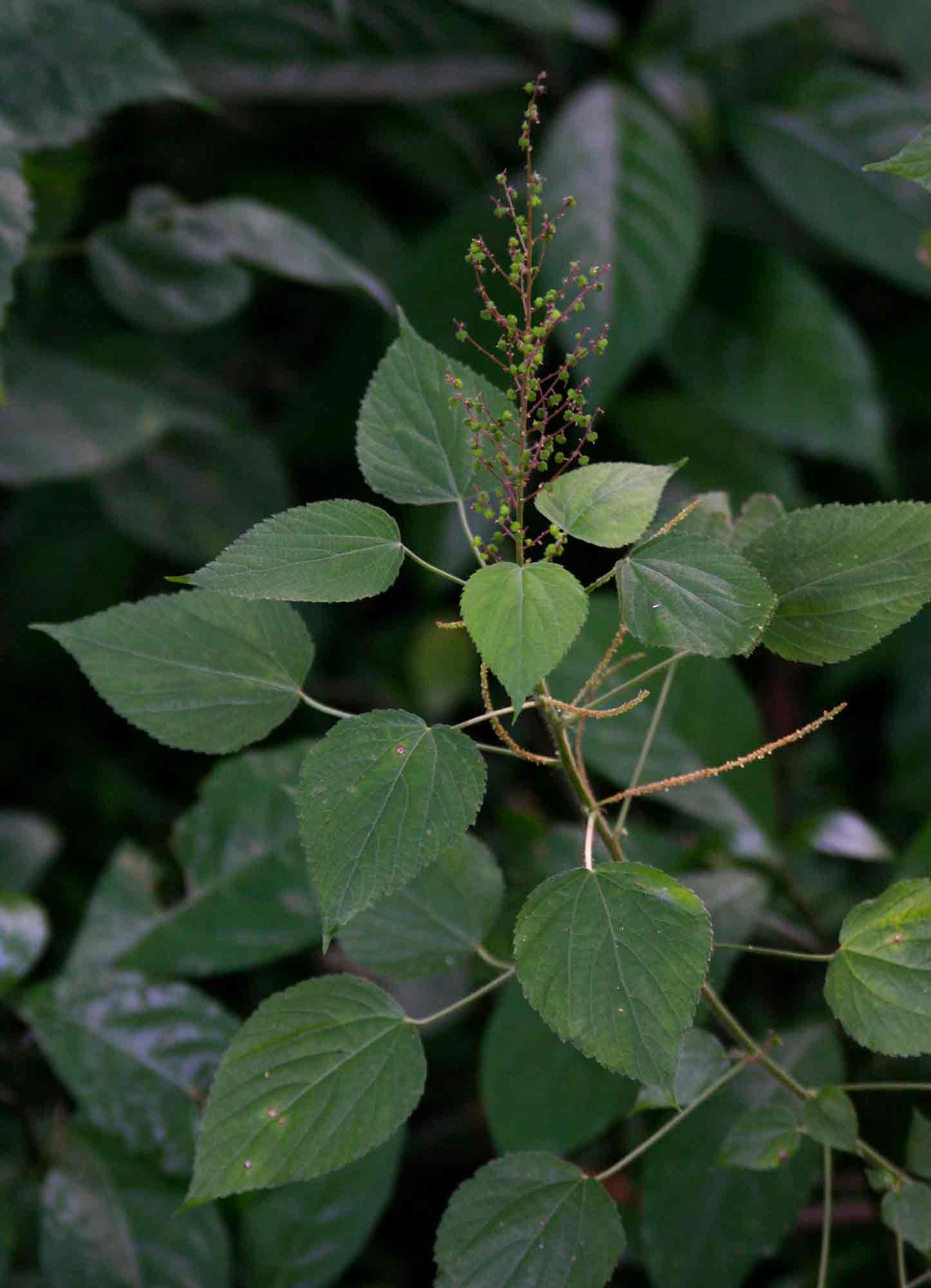 Acalypha racemosa