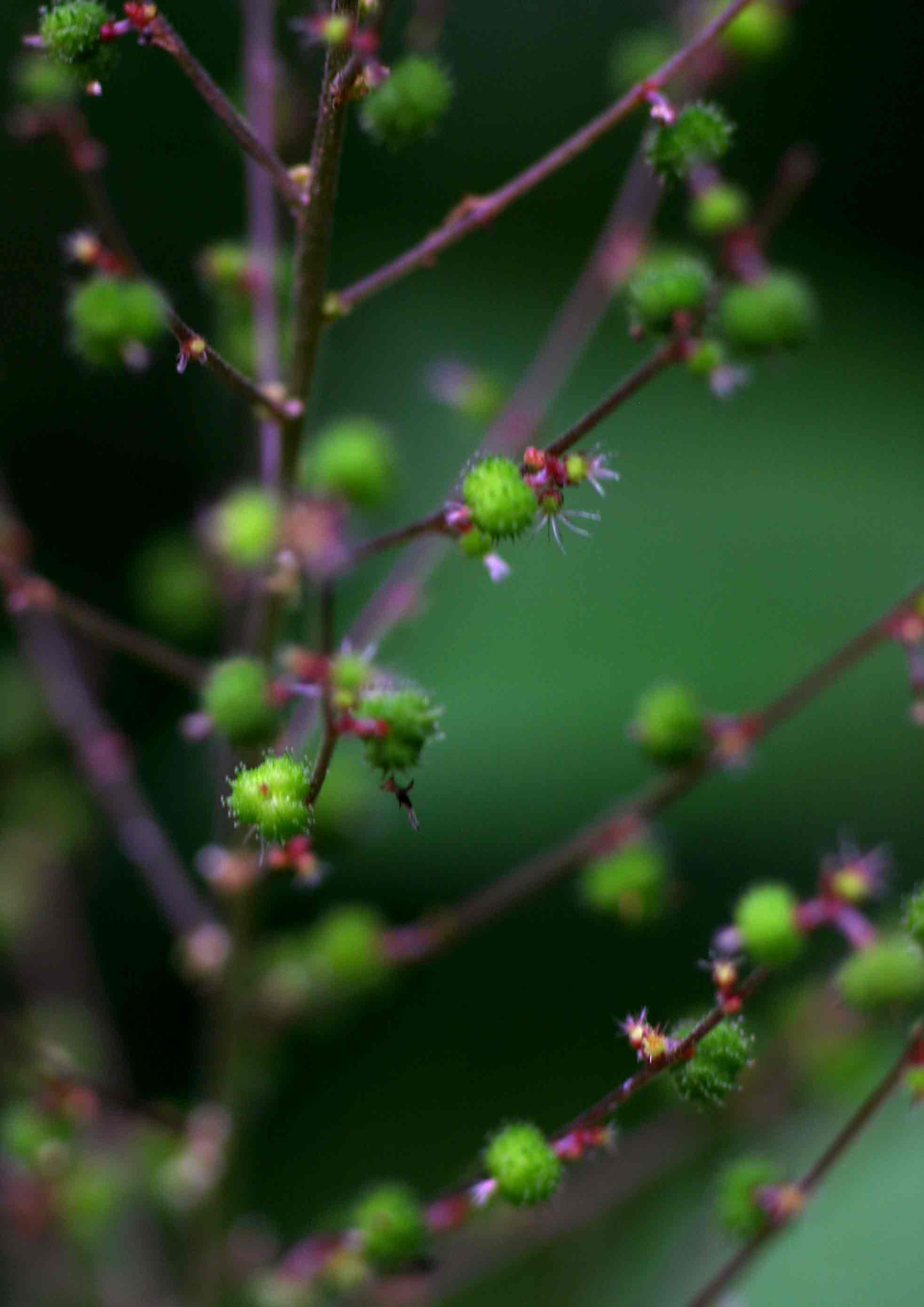 Acalypha racemosa