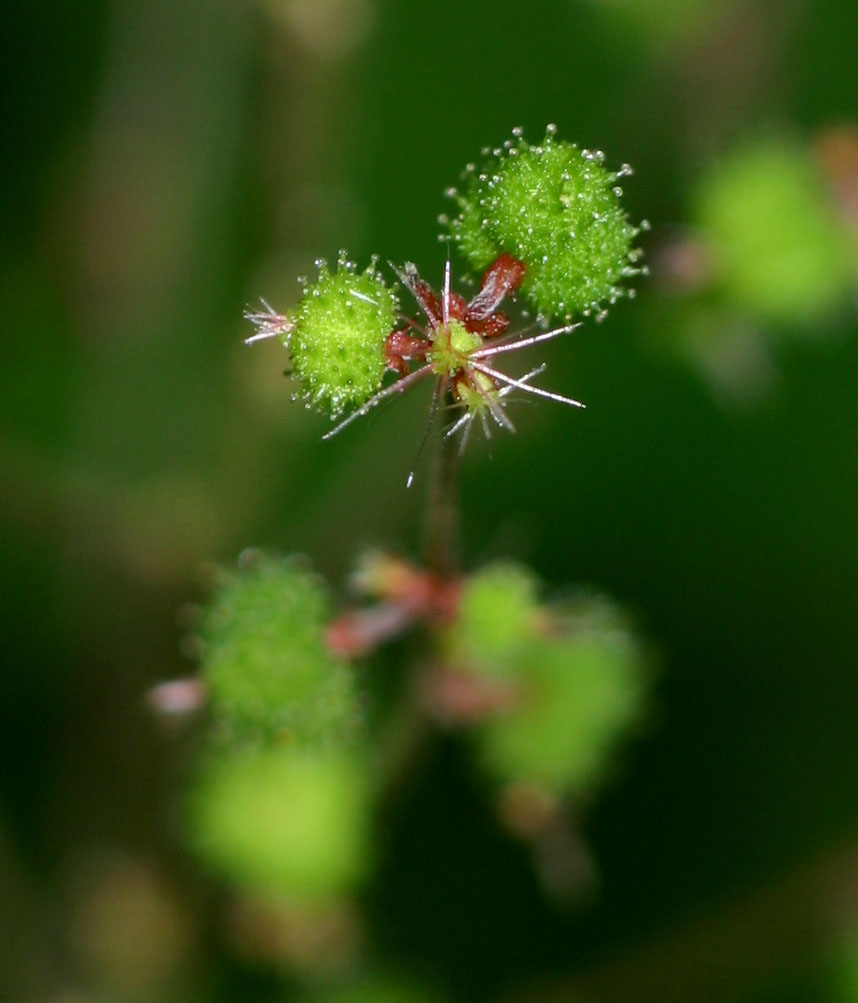Acalypha racemosa