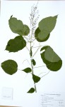 Acalypha racemosa