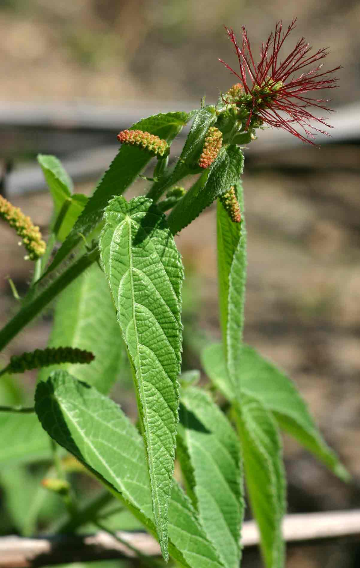 Acalypha petiolaris