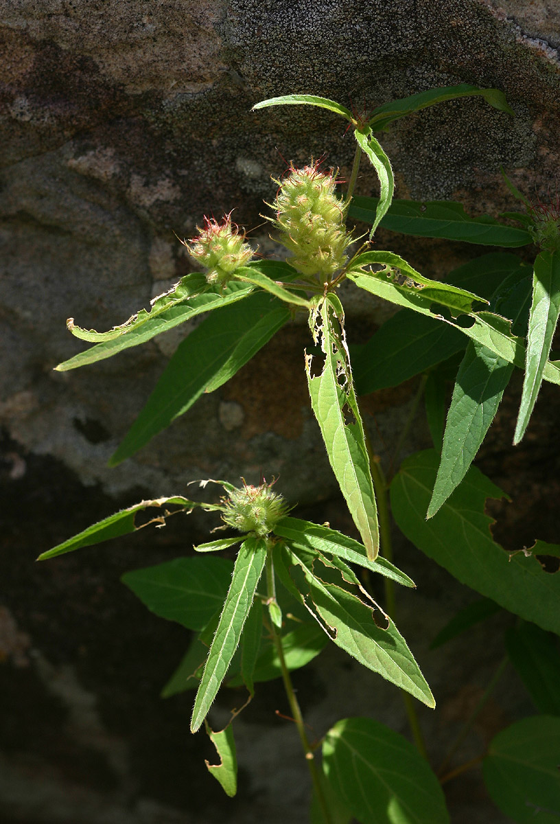 Acalypha petiolaris