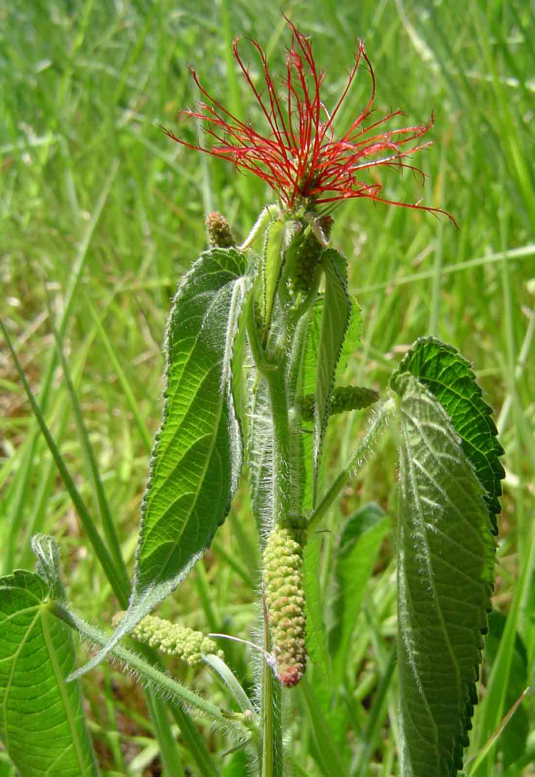 Acalypha petiolaris