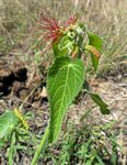 Acalypha petiolaris