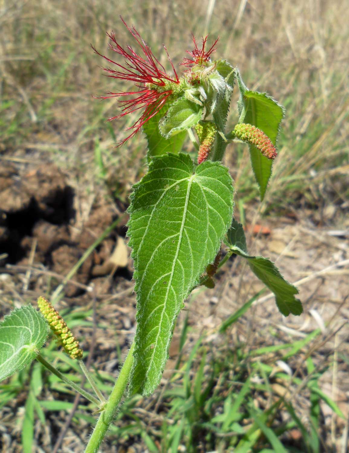 Acalypha petiolaris