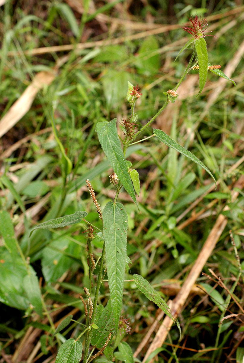 Acalypha petiolaris Acalypha petiolaris