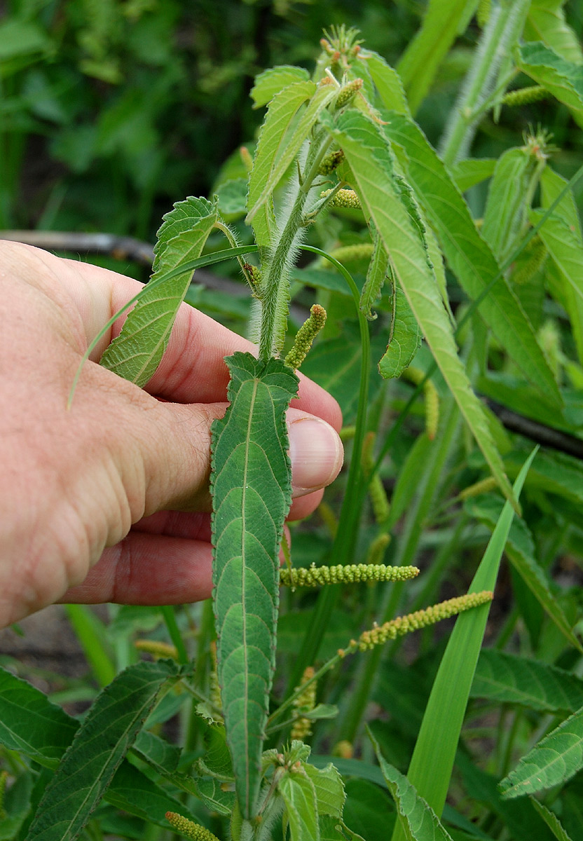 Acalypha petiolaris