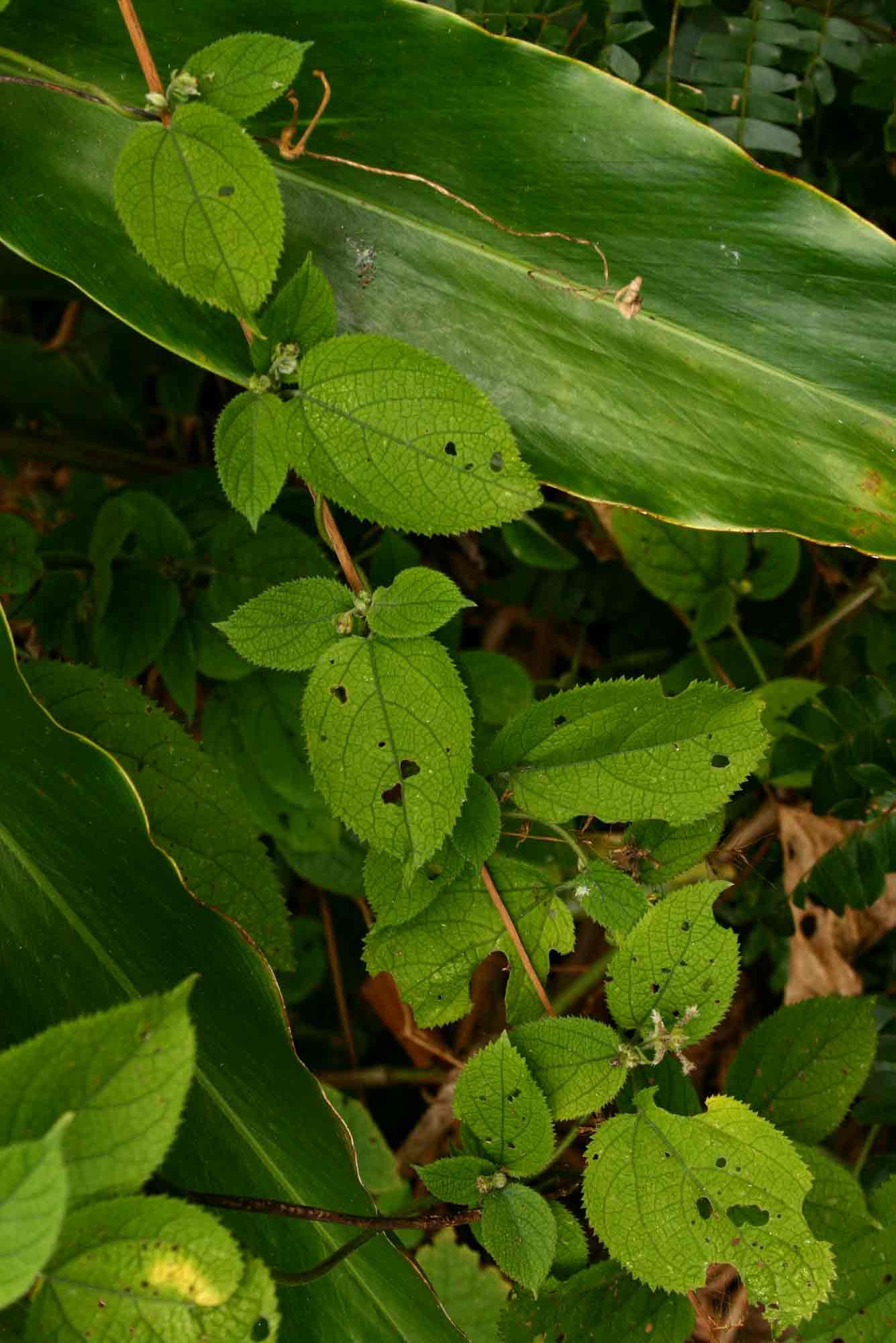 Tragia brevipes Tragia brevipes