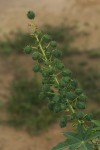 Ricinus communis var. communis