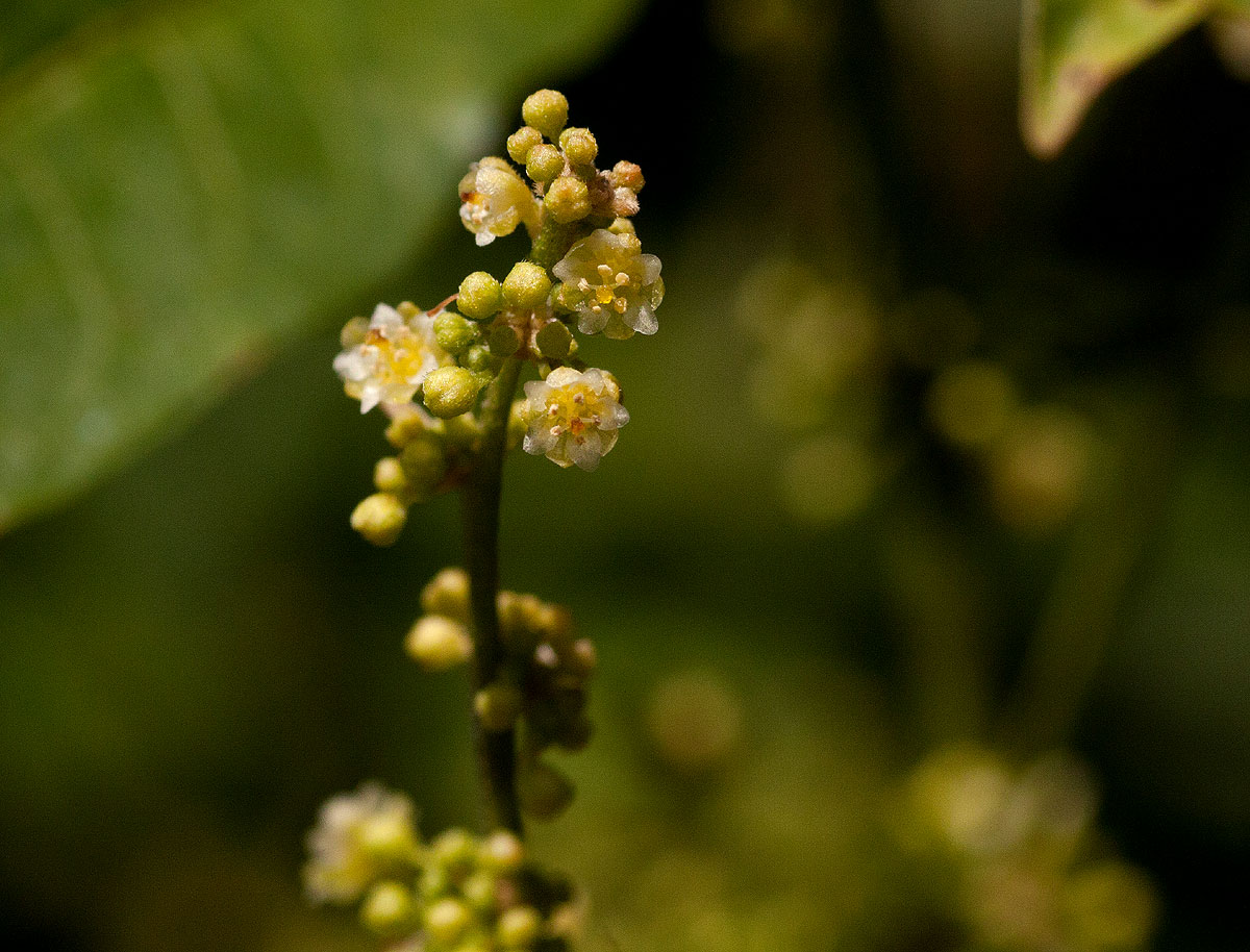 Clutia abyssinica var. abyssinica