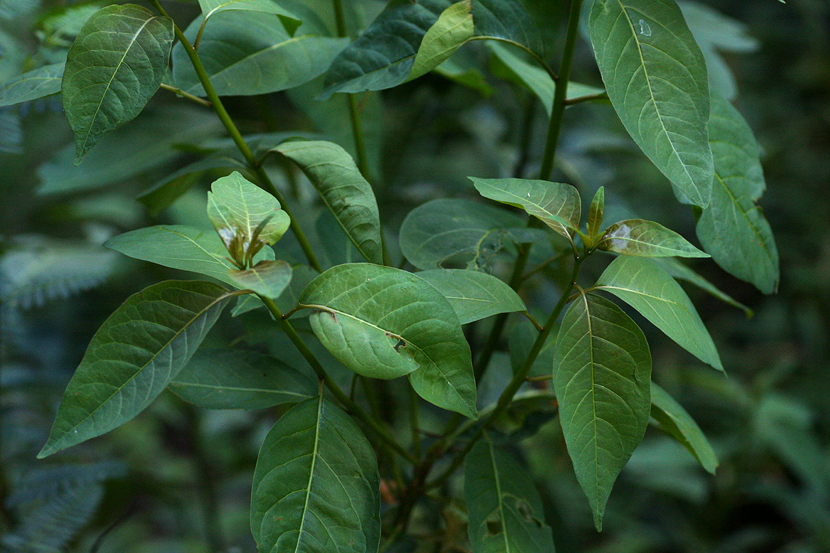 Clutia abyssinica var. abyssinica Clutia abyssinica var. abyssinica