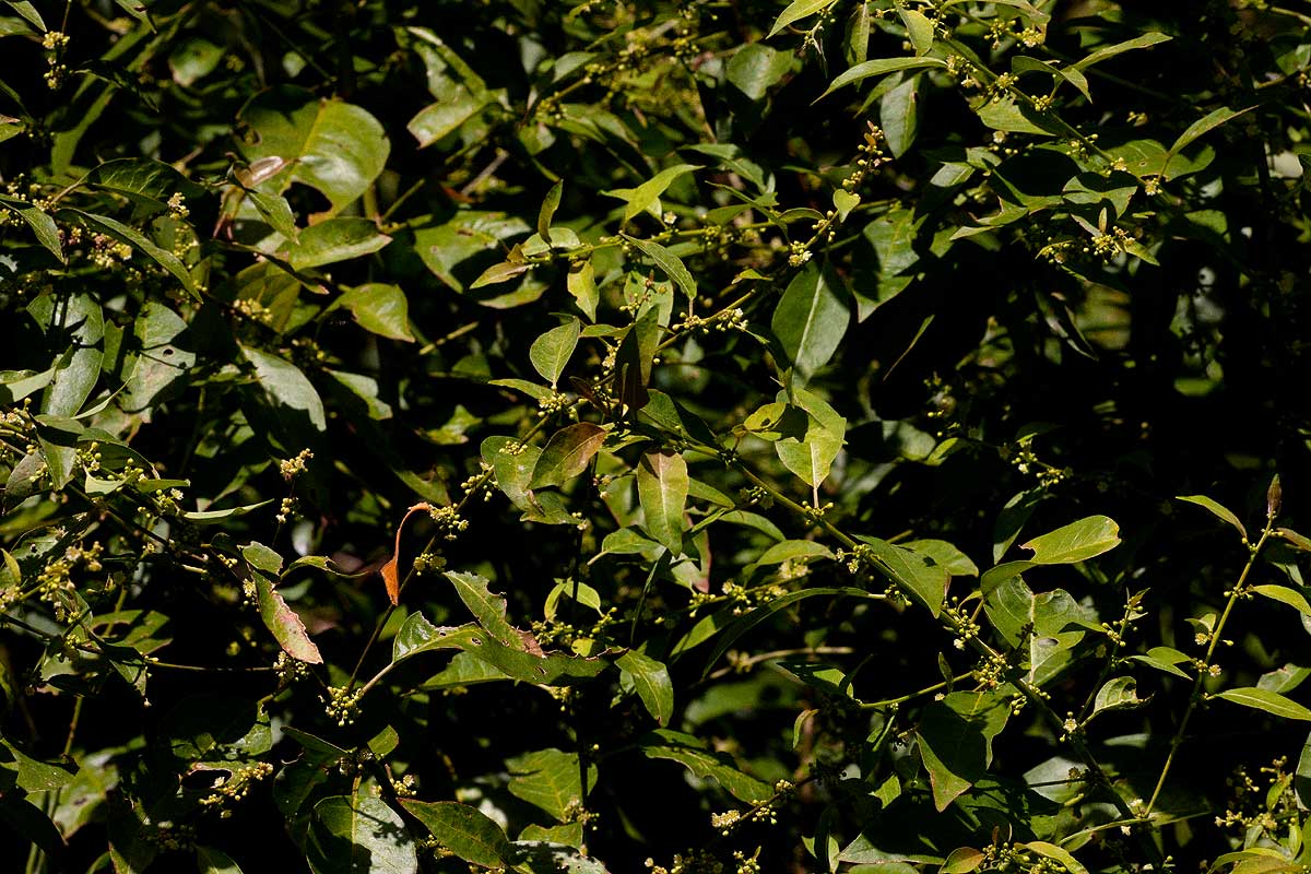 Clutia abyssinica var. abyssinica