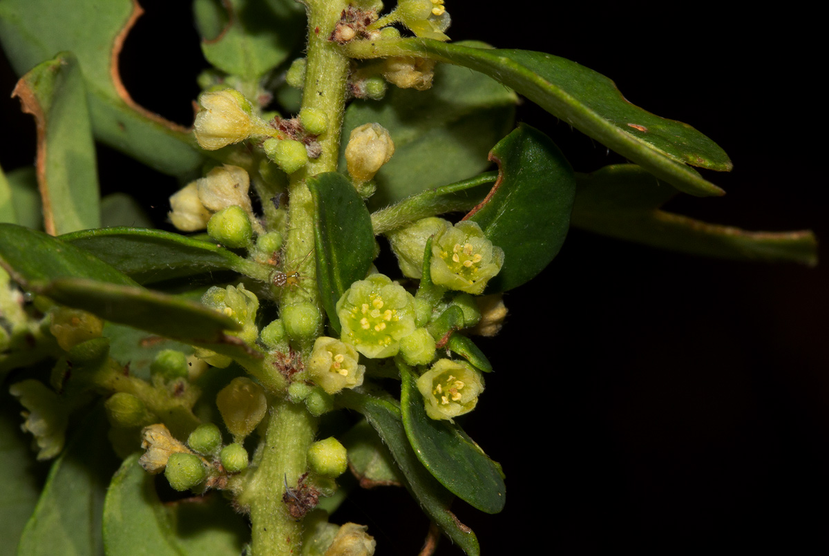 Clutia paxii Clutia paxii