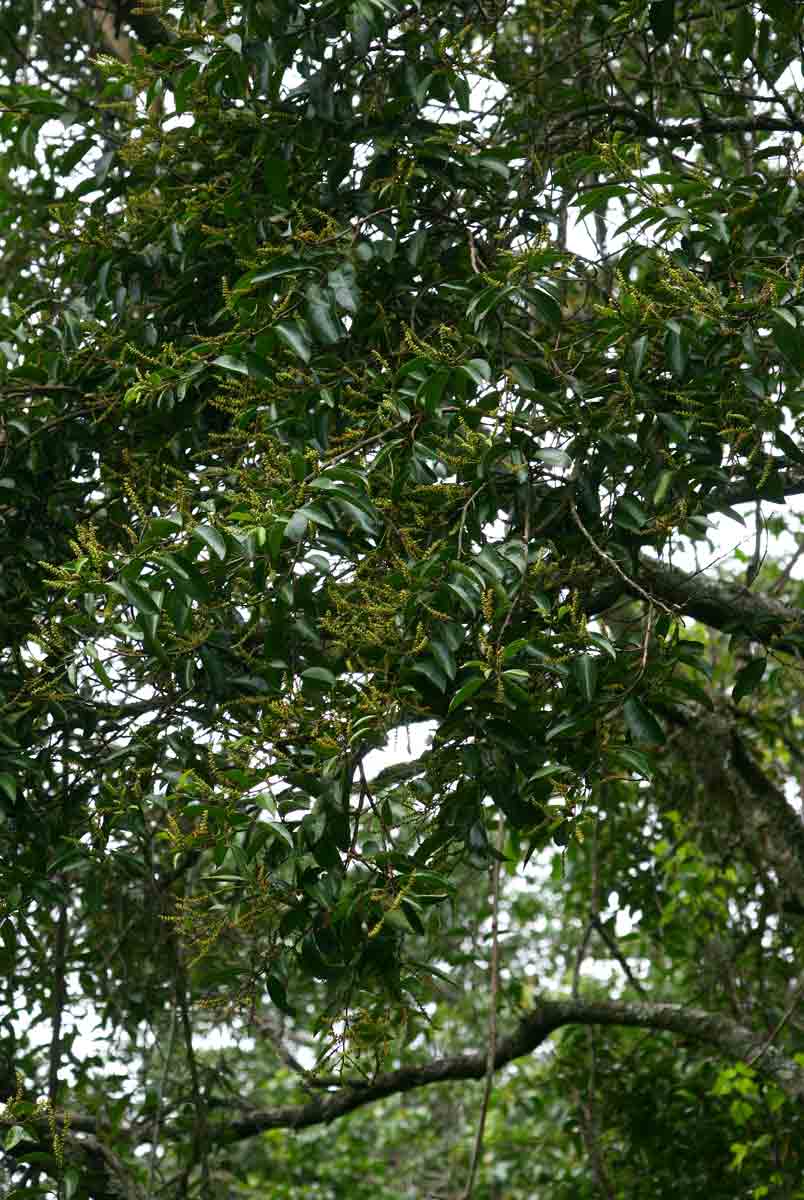 Shirakiopsis elliptica