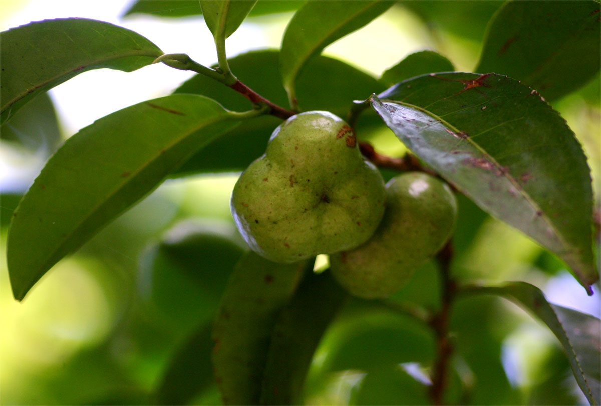 Shirakiopsis elliptica