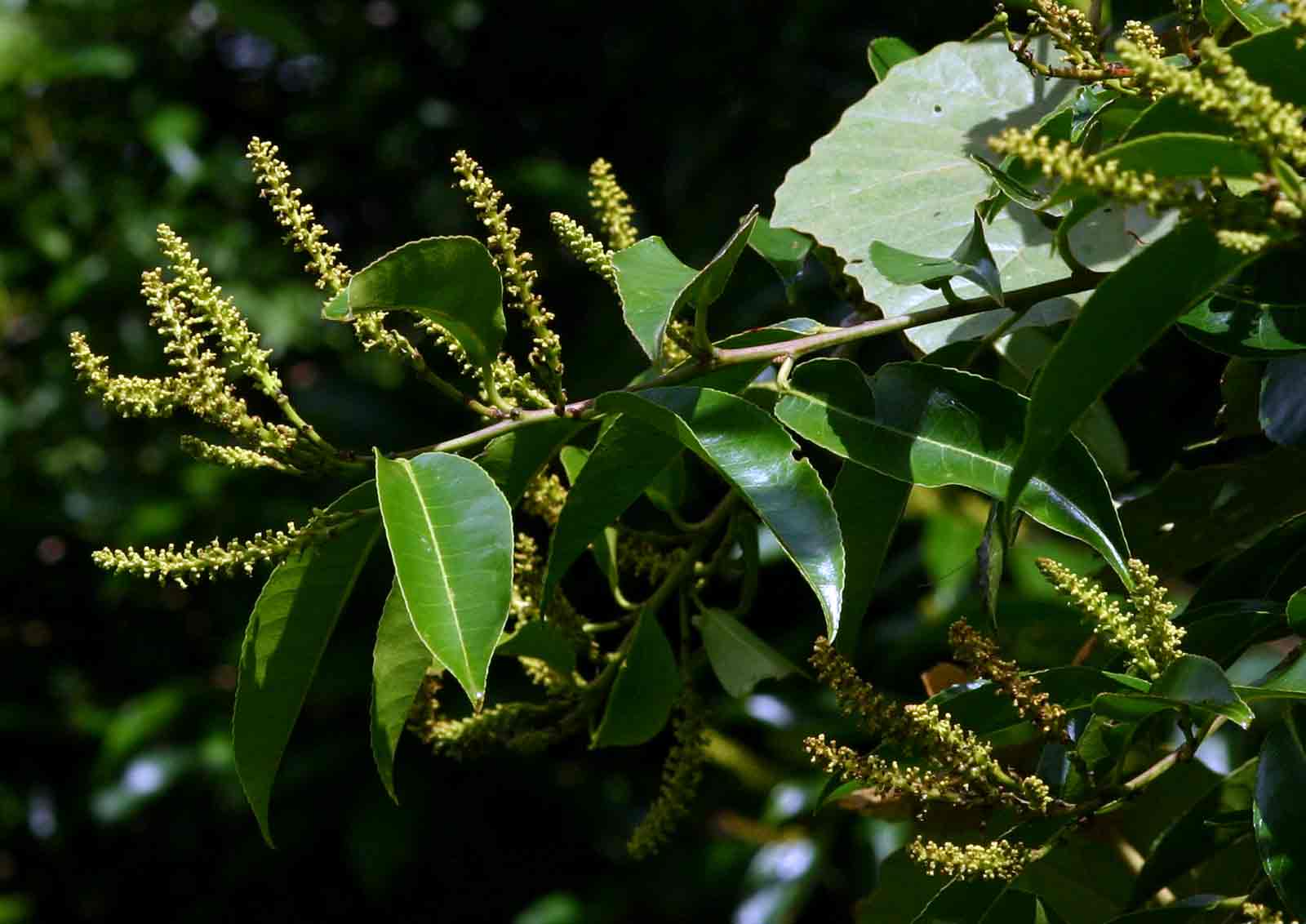 Shirakiopsis elliptica