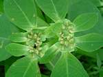 Euphorbia heterophylla