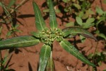 Euphorbia heterophylla