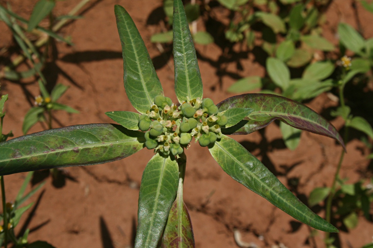 Euphorbia heterophylla