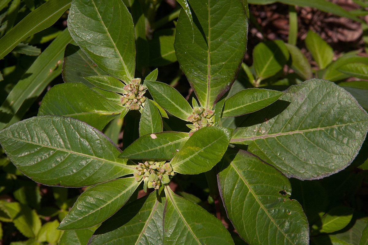 Euphorbia heterophylla