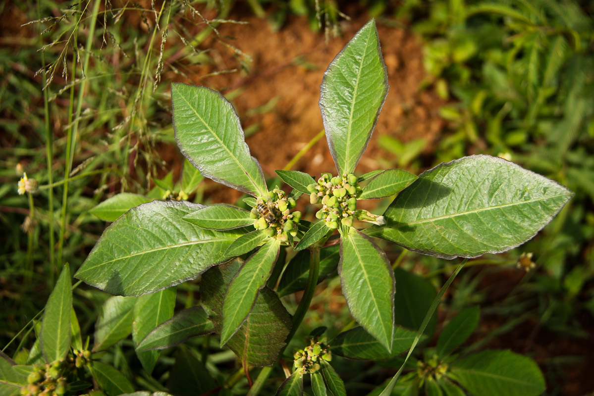 Euphorbia heterophylla