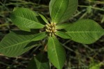 Euphorbia heterophylla