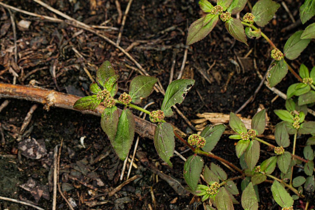 Euphorbia hirta Euphorbia hirta