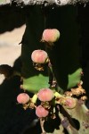 Euphorbia ingens