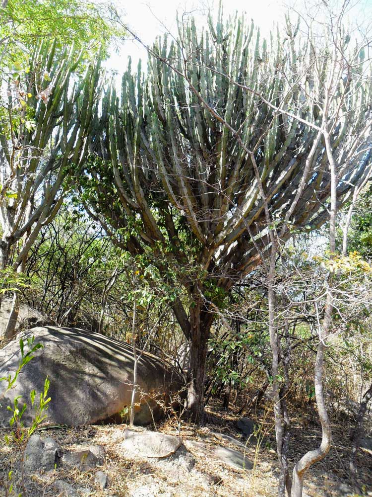 Euphorbia ingens