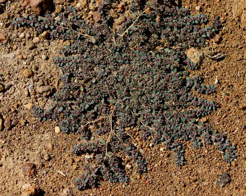 Euphorbia prostrata Euphorbia prostrata