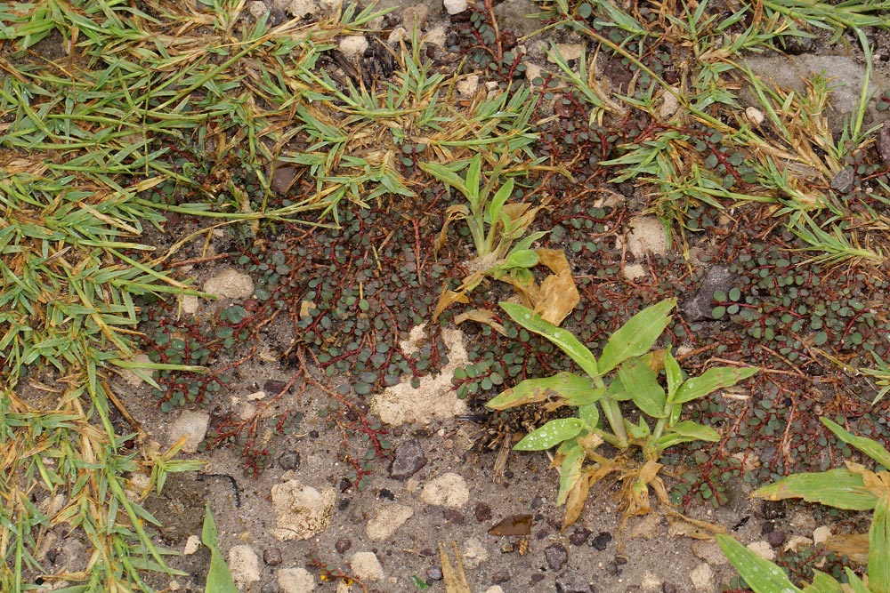 Euphorbia prostrata Euphorbia prostrata
