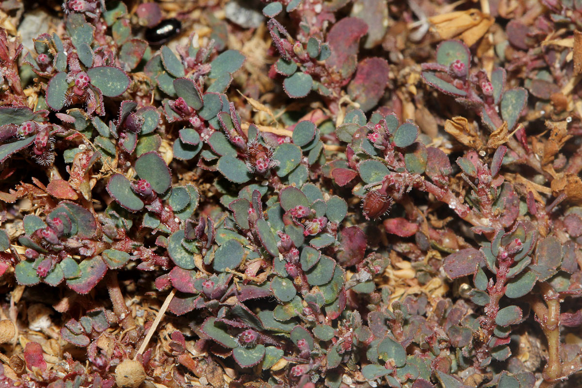 Euphorbia prostrata Euphorbia prostrata