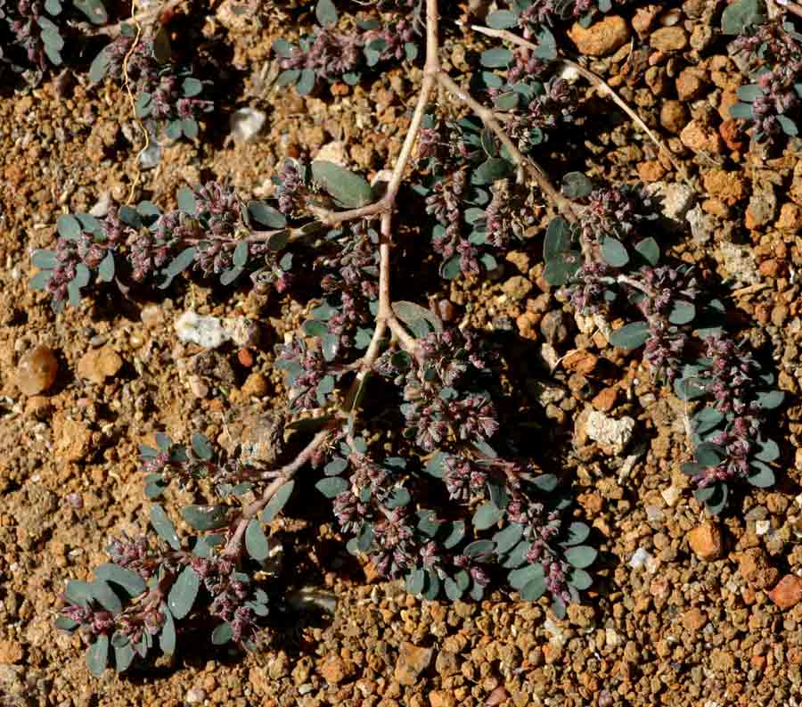 Euphorbia prostrata
